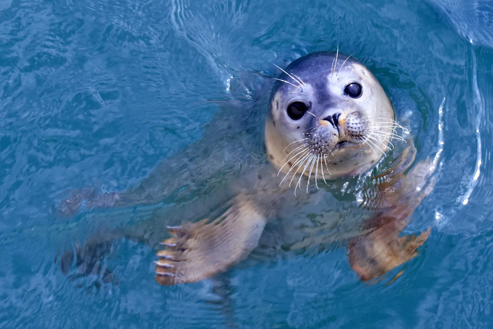 A seal in the water